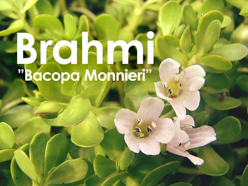 brahmi-bacopa