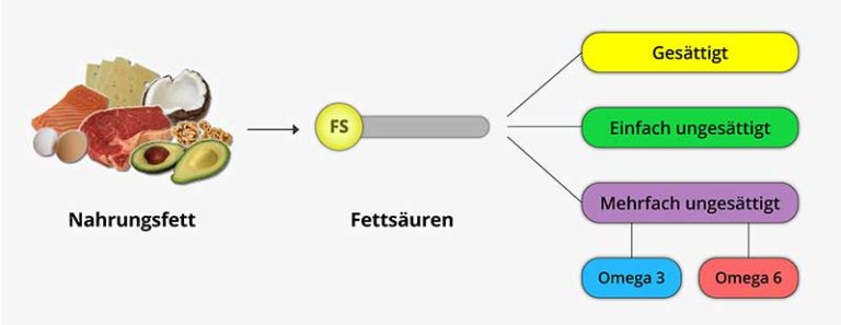 Einfach Und Mehrfach Ungesättigte Fettsäuren Der Unterschied von gesättigten und ungesättigten Fettsäuren einfach