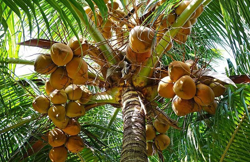 kokosnuss-palme