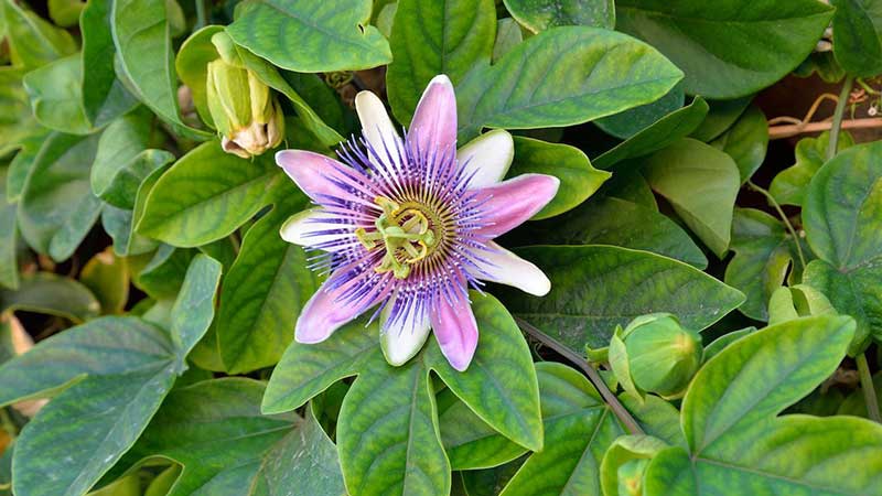 Besser Schlafen Tipps Fr Eine Erholsame Nacht Ndr De