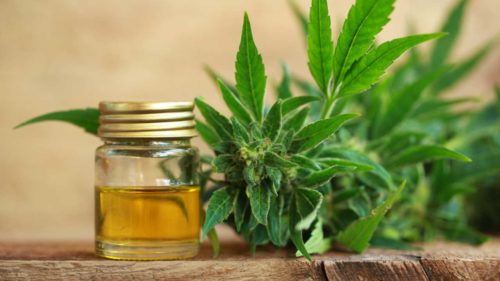THC und CBD: Unterschied zwischen CBD Öl und Cannabis