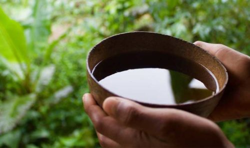 Guayusa Tee: Ist der Energietee der Indianer eine Alternative zu Kaffee?