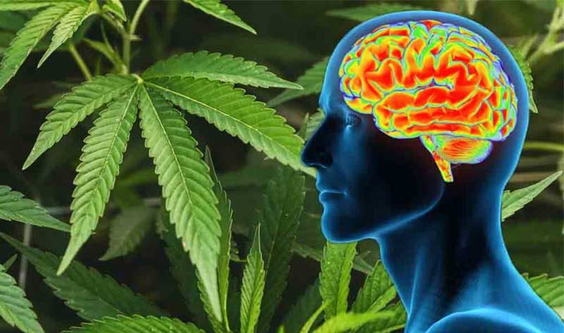 hanf-cbd-gehirnleistung
