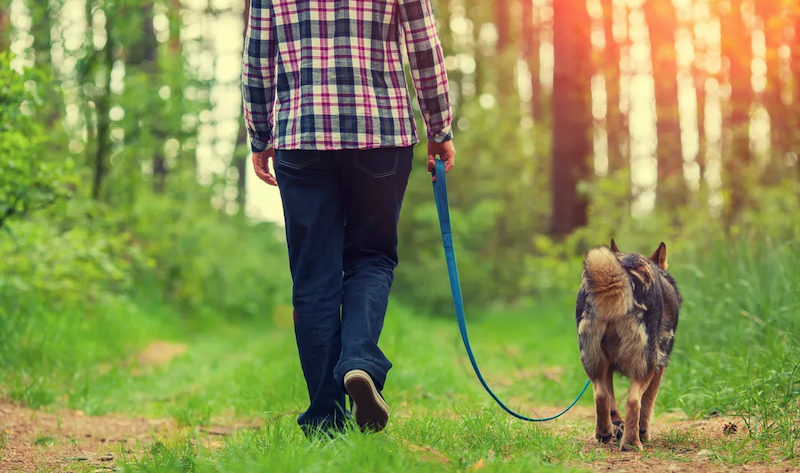 gassi-gehen-gesund