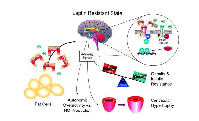 Leptin erhöhen Vorteile, beste Möglichkeiten + Tipps [2024]