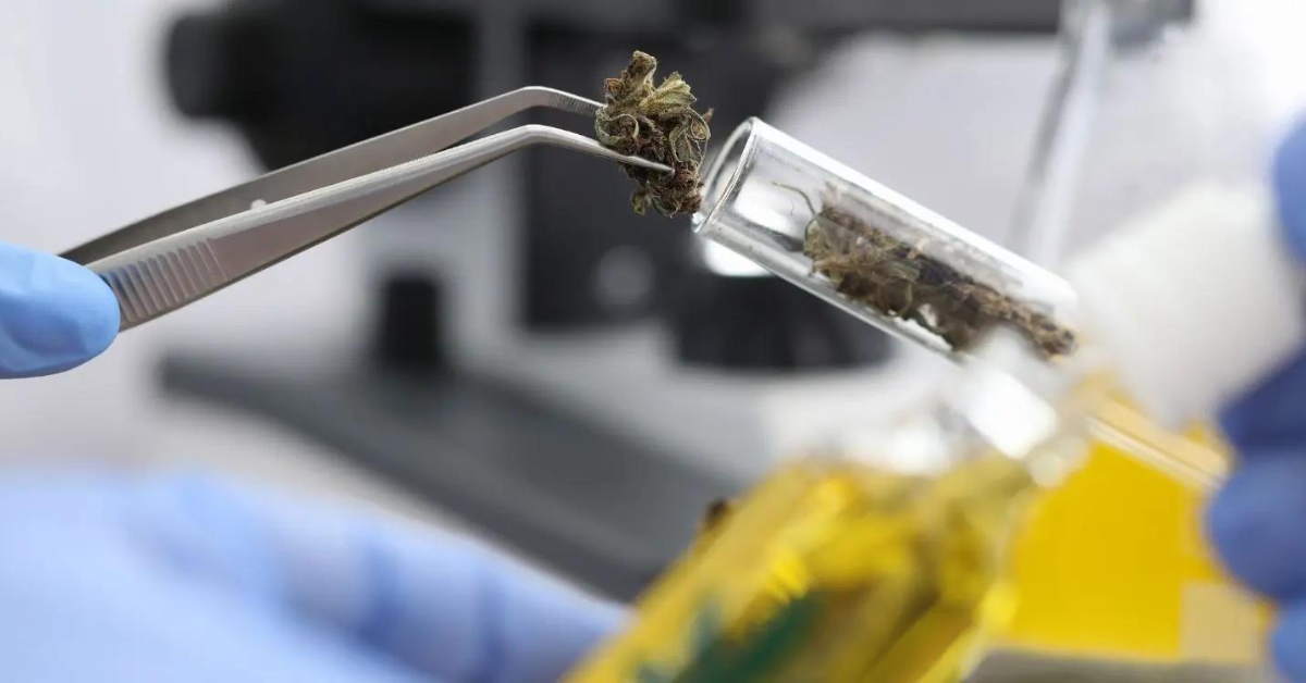 Von Natur aus heilen: Die überraschenden Vorteile von H4CBD [2026]