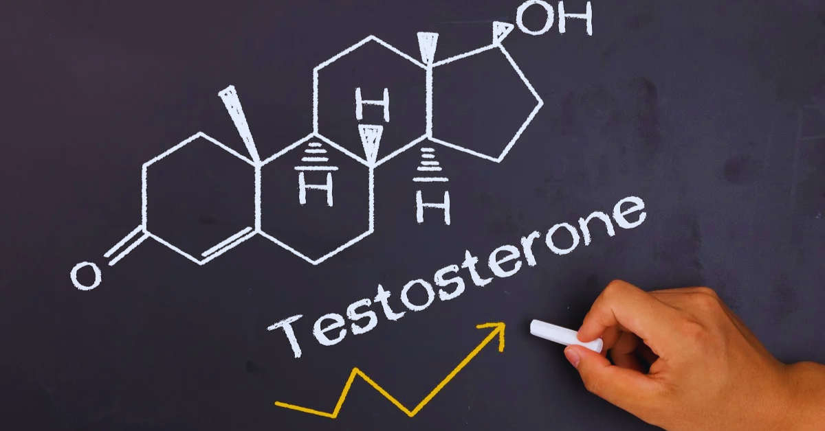 testosteron-funktion